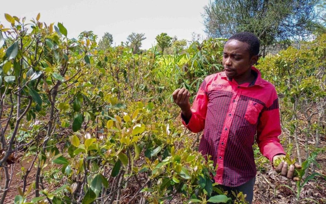 Man in red shirt poses next to crops at his farm