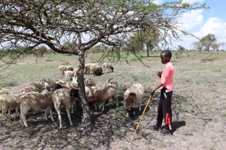 Young boy tends to sheep under a tree in Kenya's Rift Valley.